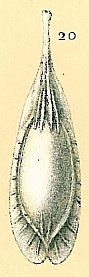 Fissurina foliformis Fissurina foliformis
