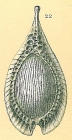 Fissurina formosa var. comata