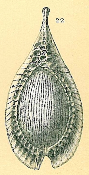 Fissurina formosa var. comata Fissurina formosa var. comata