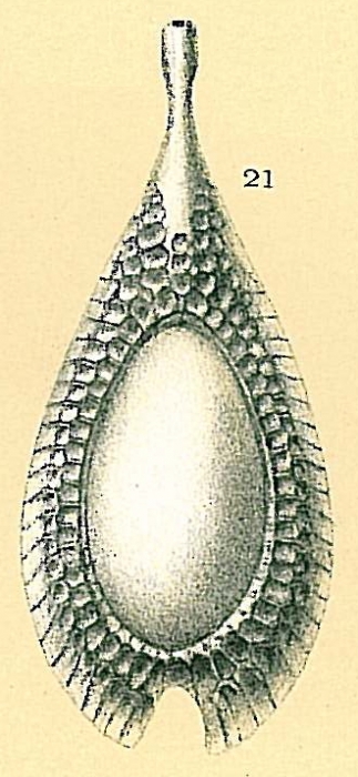 Fissurina formosa var. favosa