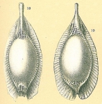 Chromista - Foraminifera (foraminifers)