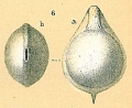 Chromista - Foraminifera (foraminifers)