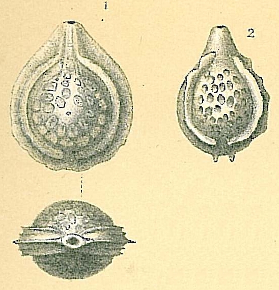 Fissurina lacunata Fissurina lacunata