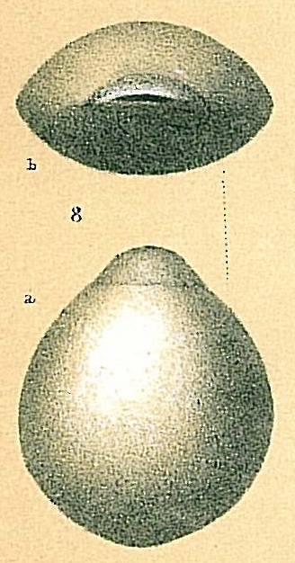 Fissurina laevigata Fissurina laevigata
