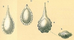 Fissurina lagenoides (Williamson, 1858) Lagenosolenia peltatusella Loeblich & Tappan, 1994 (fig. 6 only)