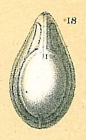 Fissurina orbignyana