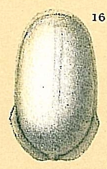 Fissurina quadrata var. carinata Fissurina quadrata var. carinata