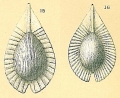 Chromista - Foraminifera (foraminifers)