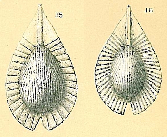 Fissurina radiata var. striatula Fissurina radiata var. striatula