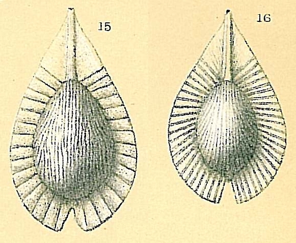 Fissurina radiata var. striatula