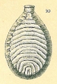 Chromista - Foraminifera (foraminifers)