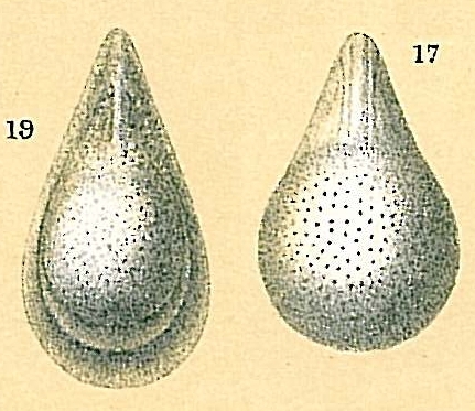 Fissurina semimarginata (Reuss, 1870) (fig. 17) Lagenosolenia inflatiperforata McCulloch, 1977 (fig. 19) Fissurina semimarginata (Reuss, 1870) (fig. 17) Lagenosolenia inflatiperforata McCulloch, 1977 (fig. 19)