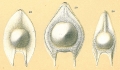 Chromista - Foraminifera (foraminifers)