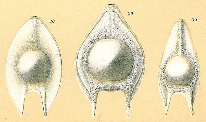 Fissurina seminiformis Fissurina seminiformis