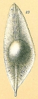 Fissurina siliqua