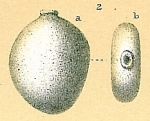 Chromista - Foraminifera (foraminifers)