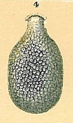 Fissurina milletti Todd, in Cushman, Todd & Post, 1954 [Fissurina sp.nov2. sensu Jones, R.W. (1994)]