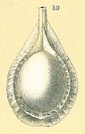 Fissurina sp.nov4.