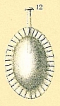 Fissurina sp.nov5.