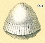 Fissurina favobasella Patterson & Burbidge, 1995