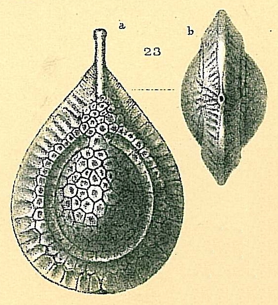 Fissurina squamosoalata Fissurina squamosoalata