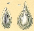 Chromista - Foraminifera (foraminifers)