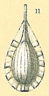 Fissurina tenuistriatiformis