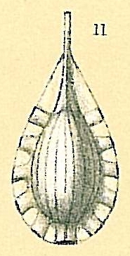 Fissurina tenuistriatiformis Fissurina tenuistriatiformis