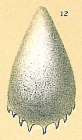 Fissurina unguiculata