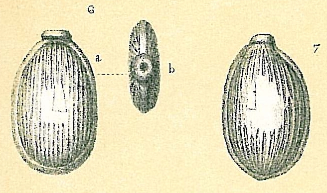 Fissurina wrightiana Fissurina wrightiana