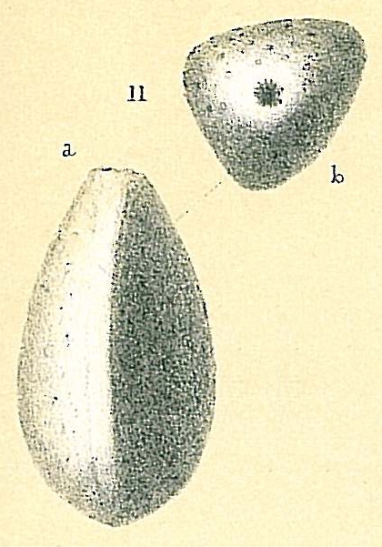 Galwayella oblonga