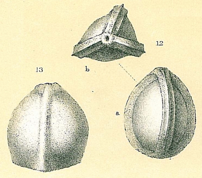 Galwayella trigonomarginata