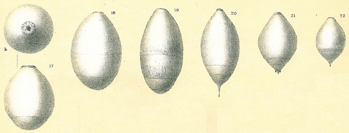 Glandulina ovula Glandulina ovula
