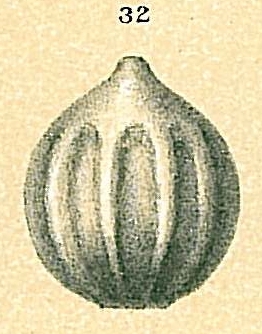 Oolina apiopleura