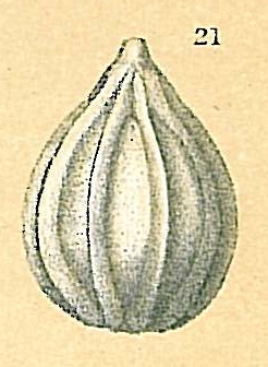 Oolina apiopleura