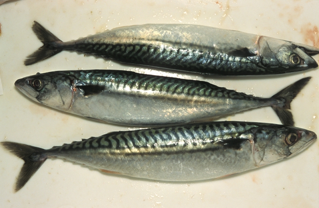 Scomber scombrus Linnaeus, 1758 Scomber scombrus Linnaeus, 1758