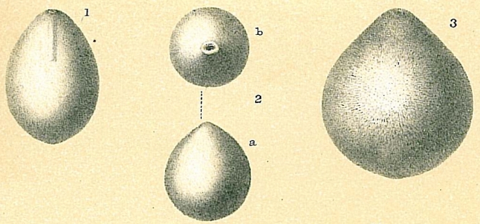 Oolina globosa Oolina globosa