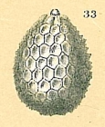 Oolina hexagona