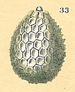 Oolina hexagona Oolina hexagona