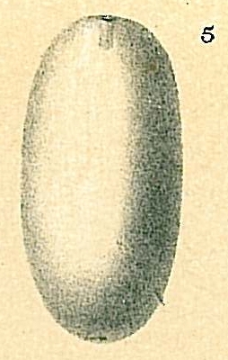 Oolina ovum Oolina ovum