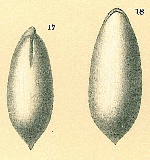 Parafissurina lateralis Parafissurina lateralis