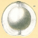 Chromista - Foraminifera (foraminifers)