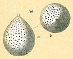 Chromista - Foraminifera (foraminifers)