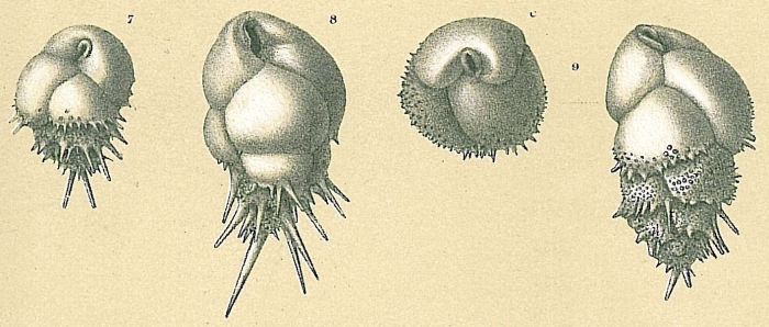 Bulimina aculeata Bulimina aculeata