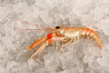 Crustacea (crustaceans)