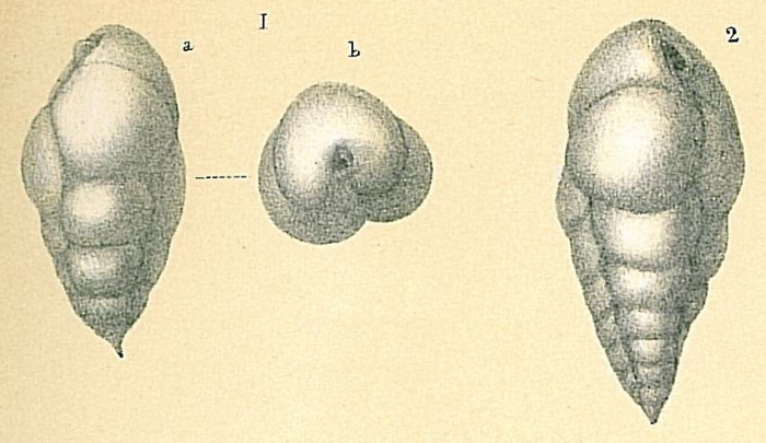 Bulimina gibba Bulimina gibba