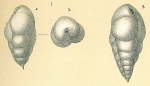 Chromista - Foraminifera (foraminifers)