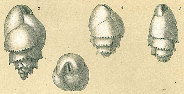 Bulimina marginata Bulimina marginata
