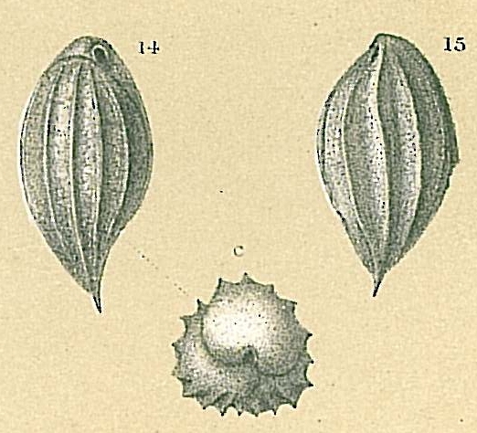 Bulimina rostrata Bulimina rostrata