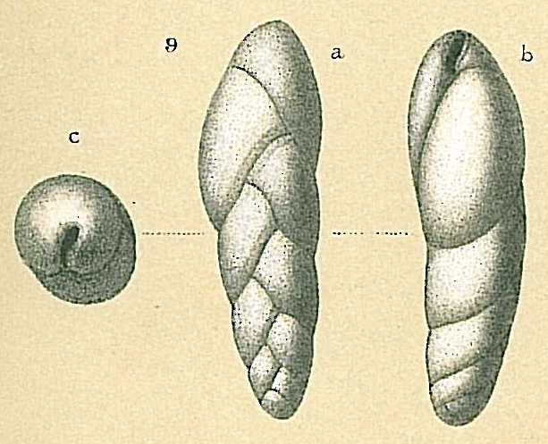 Fursenkoina bradyi